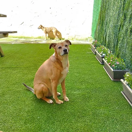 Pet Friendly La Golondrina Del Duraton Ferienhaus