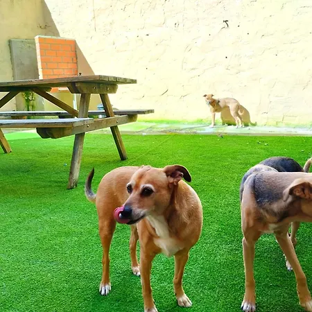 Pet Friendly La Golondrina Del Duraton *