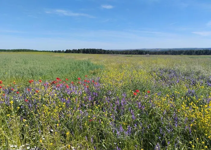 Pet Friendly La Golondrina Del Duratón Сasa de vacaciones Sebúlcor