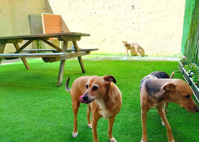 Pet Friendly La Golondrina Del Duraton *